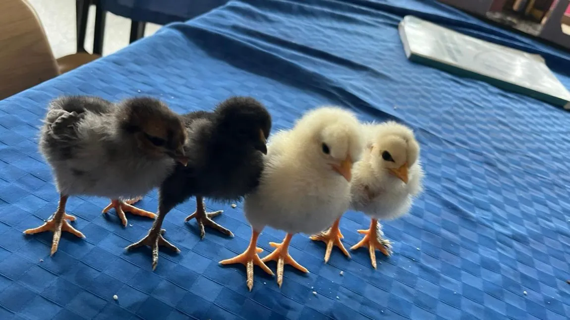 Mahmudiye Yunusemre Tarım Mesleki Ve Teknik Anadolu Lisesi fotoğrafı